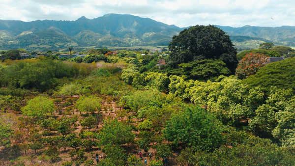 [Press Release] Lonohana Acquires Historic Waialua Cacao Orchard